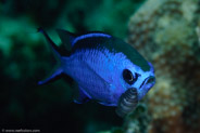 Blue Chromis (Chromis cyanea)