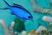 Blue Chromis (Chromis cyanea)