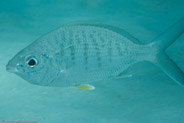 Yellowfin Mojarra (Gerres cinereus)