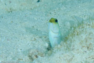 Yellowhead Jawfish (Opistognathus aurifrons)