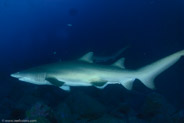 Sand Tiger Shark (Carcharias taurus)