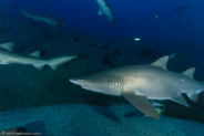 Sand Tiger Shark (Carcharias taurus)