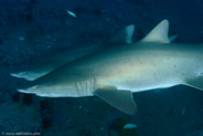 Sand Tiger Shark (Carcharias taurus)