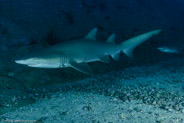Sand Tiger Shark (Carcharias taurus)