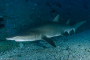 Sand Tiger Shark (Carcharias taurus)