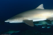 Sand Tiger Shark (Carcharias taurus)