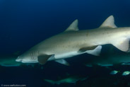 Sand Tiger Shark (Carcharias taurus)