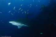 Sand Tiger Shark (Carcharias taurus)