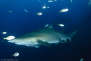 Sand Tiger Shark (Carcharias taurus)