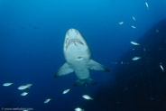 Sand Tiger Shark (Carcharias taurus)