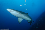 Sand Tiger Shark (Carcharias taurus)