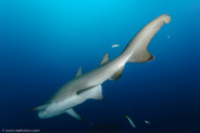 Sand Tiger Shark (Carcharias taurus)