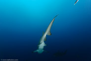 Sand Tiger Shark (Carcharias taurus)