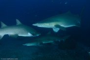 Sand Tiger Shark (Carcharias taurus)
