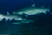 Sand Tiger Shark (Carcharias taurus)