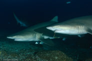 Sand Tiger Shark (Carcharias taurus)