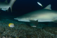 Sand Tiger Shark (Carcharias taurus)