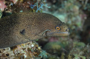 Gymnothorax miliaris