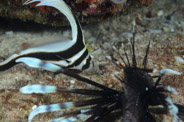 Equetus punctatus