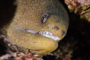 Gymnothorax miliaris