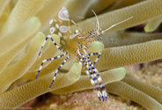 Periclimenes yucatanicus