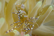 Periclimenes yucatanicus