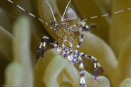 Periclimenes yucatanicus
