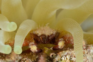 Mithraculus cinctimanus