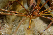 Stenorhynchus seticornis