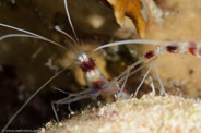 Stenopus hispidus
