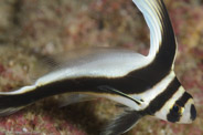 Equetus punctatus