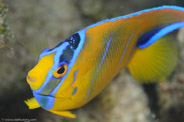 Holacanthus ciliaris
