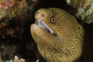 Gymnothorax miliaris