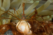 Stenorhynchus seticornis