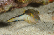 Canthigaster rostrata