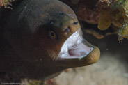 Gymnothorax miliaris