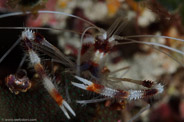 Stenopus hispidus
