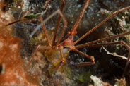 Stenorhynchus seticornis