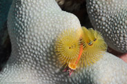 Spirobranchus giganteus