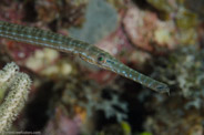 Fistularia tabacaria
