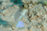 Opistognathus aurifrons