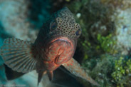 Epinephelus guttatus