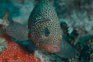 Epinephelus guttatus