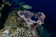 Callyspongia plicifera