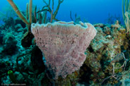 Callyspongia plicifera