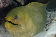 Gymnothorax funebris