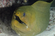 Gymnothorax funebris