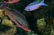 Clepticus parrae