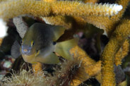 Stegastes planifrons