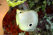 Chaetodon capistratus